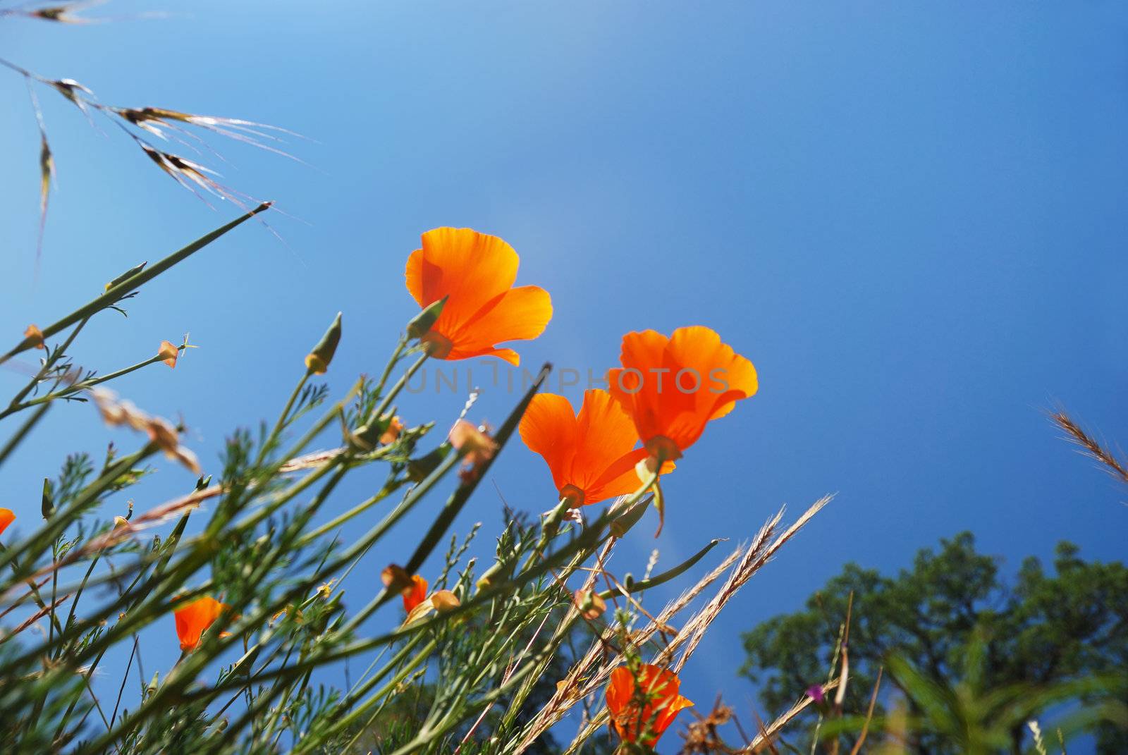 California poppies (Eschscholzia californica) with blue sky background.