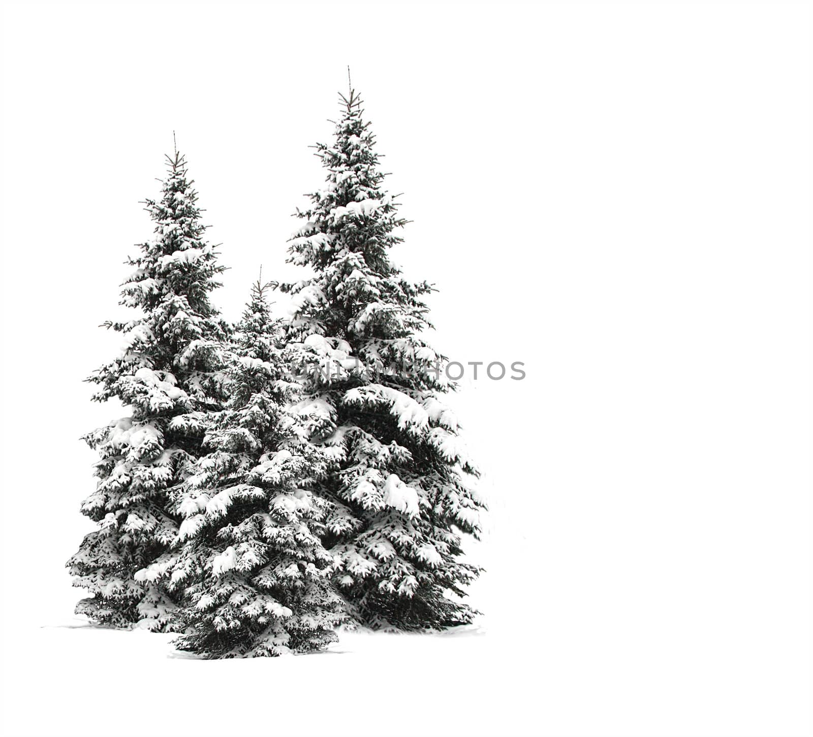 Pine trees isolated on white  by Kudryashka