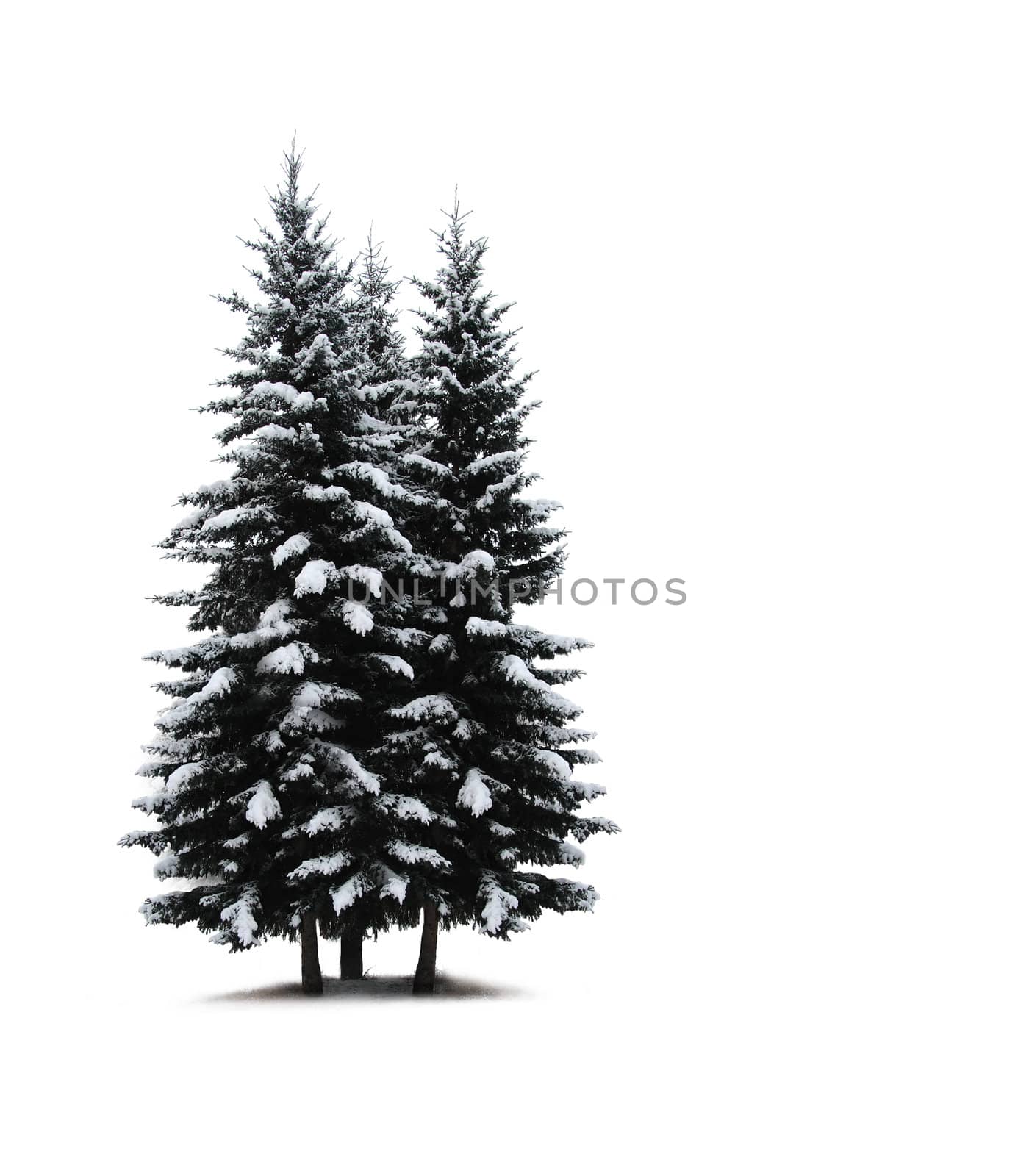 Pine trees isolated on white 