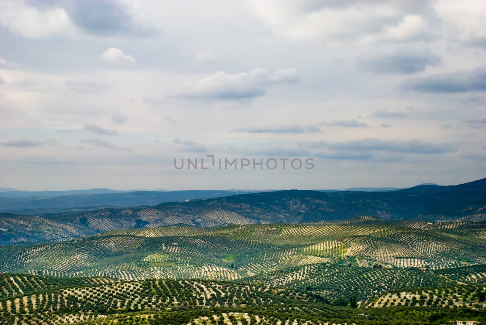 Spanish landscape with Olive trees in Andalusia.