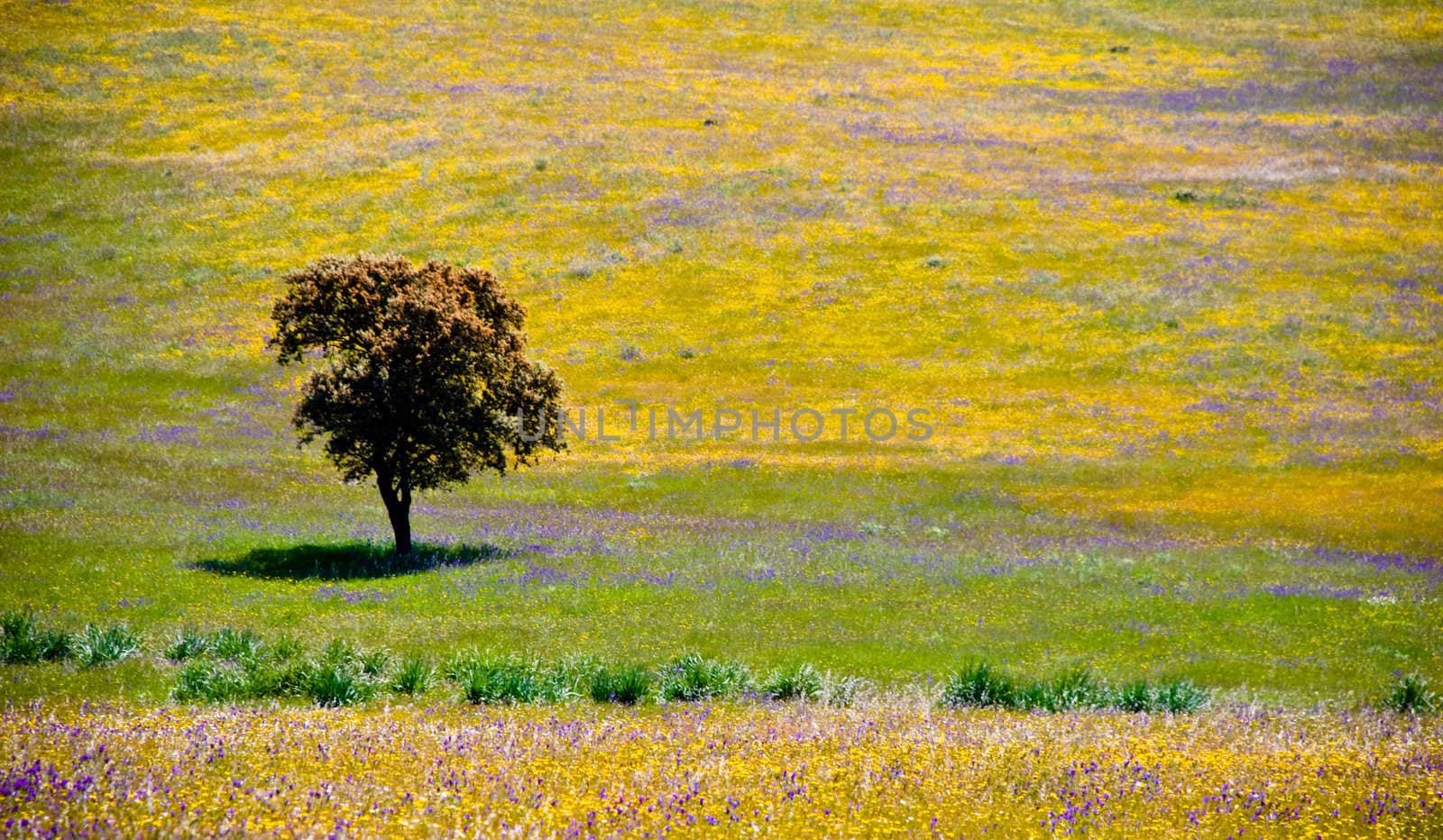 Lonely Olive tree in Andalusia, Spain. by 300pixel