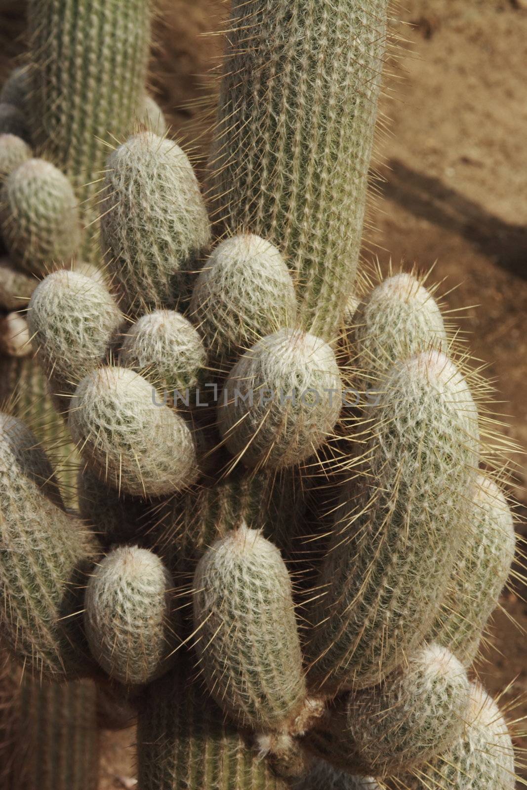 cacti background by leafy