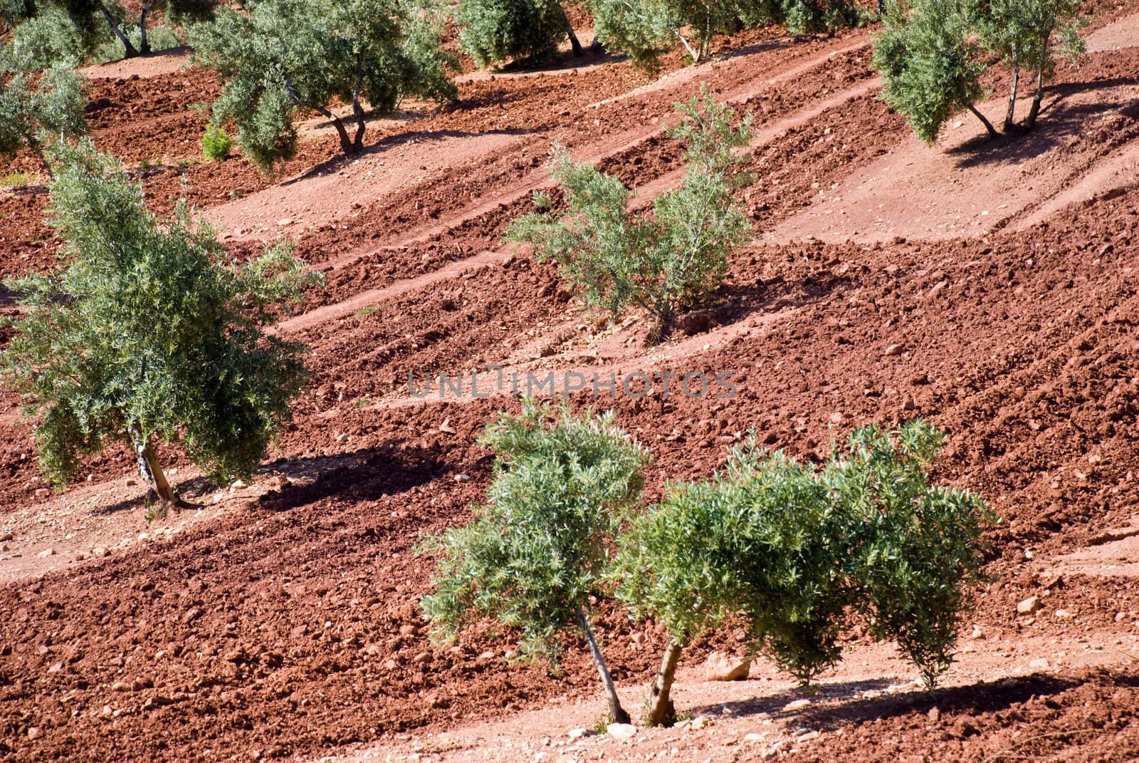 Olive grove in Andalucia, Spain.