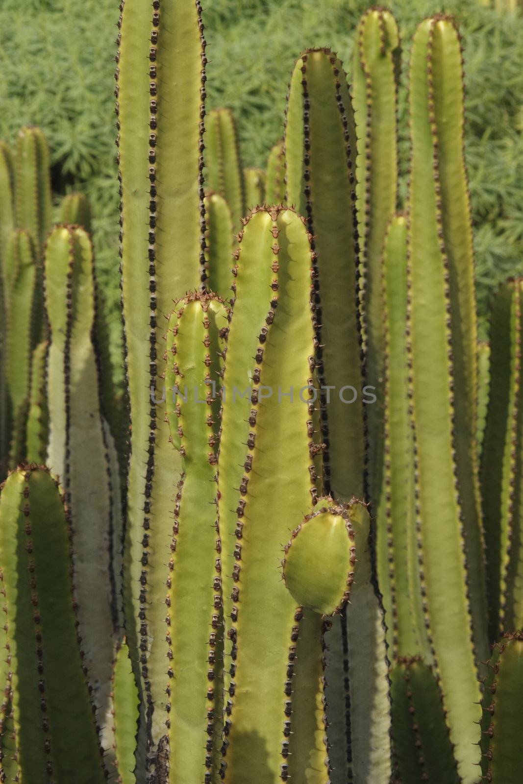 background image of spiky succulent cacti growing close together