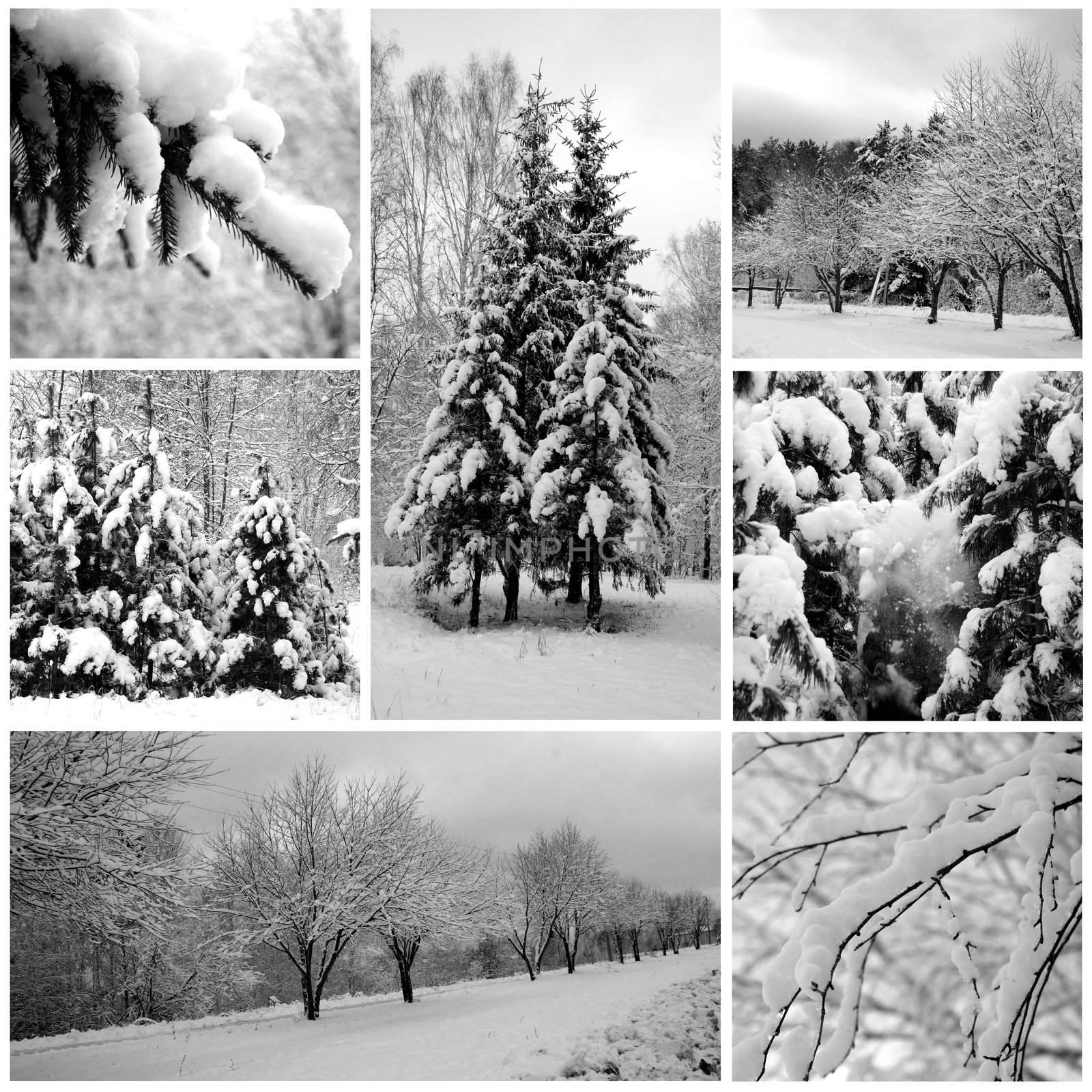 Winter forest beautiful, pines by Kudryashka