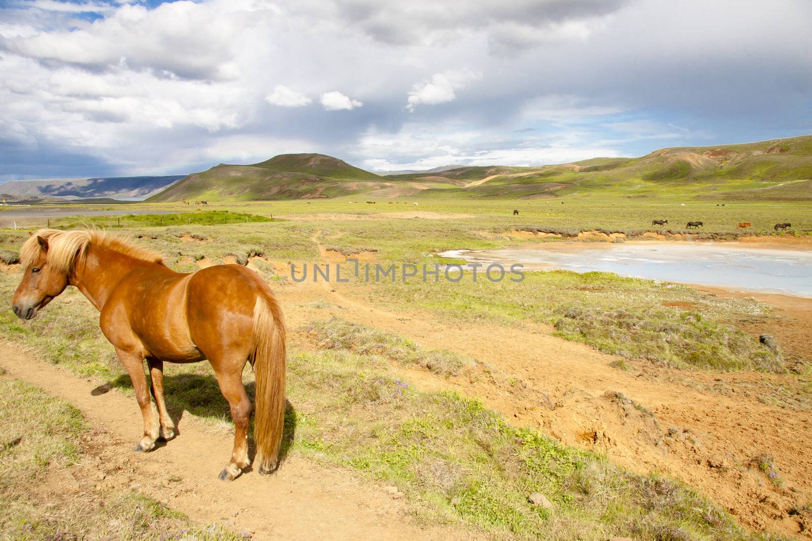 Beauty cloudy landscape and meadow with horses - Iceland.