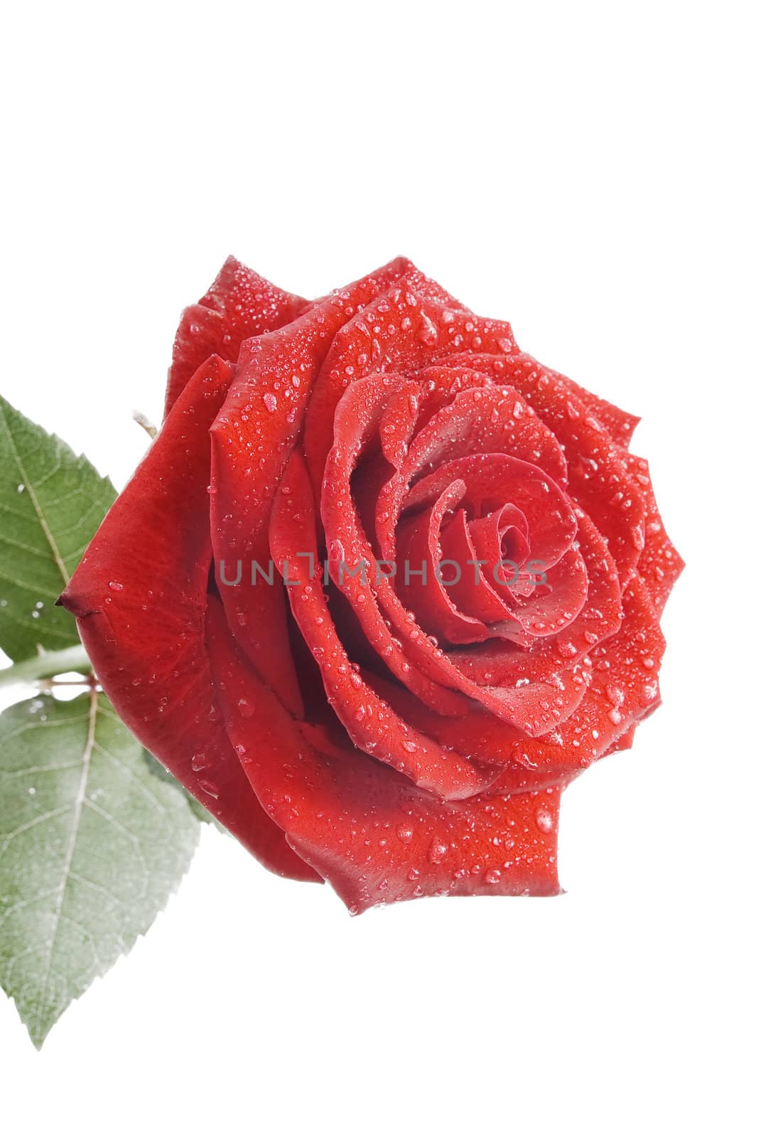 Red rose with water drops isplated on the white background