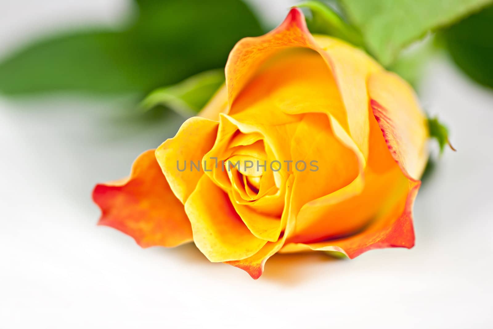 On a white background orange rose, macro photography.
