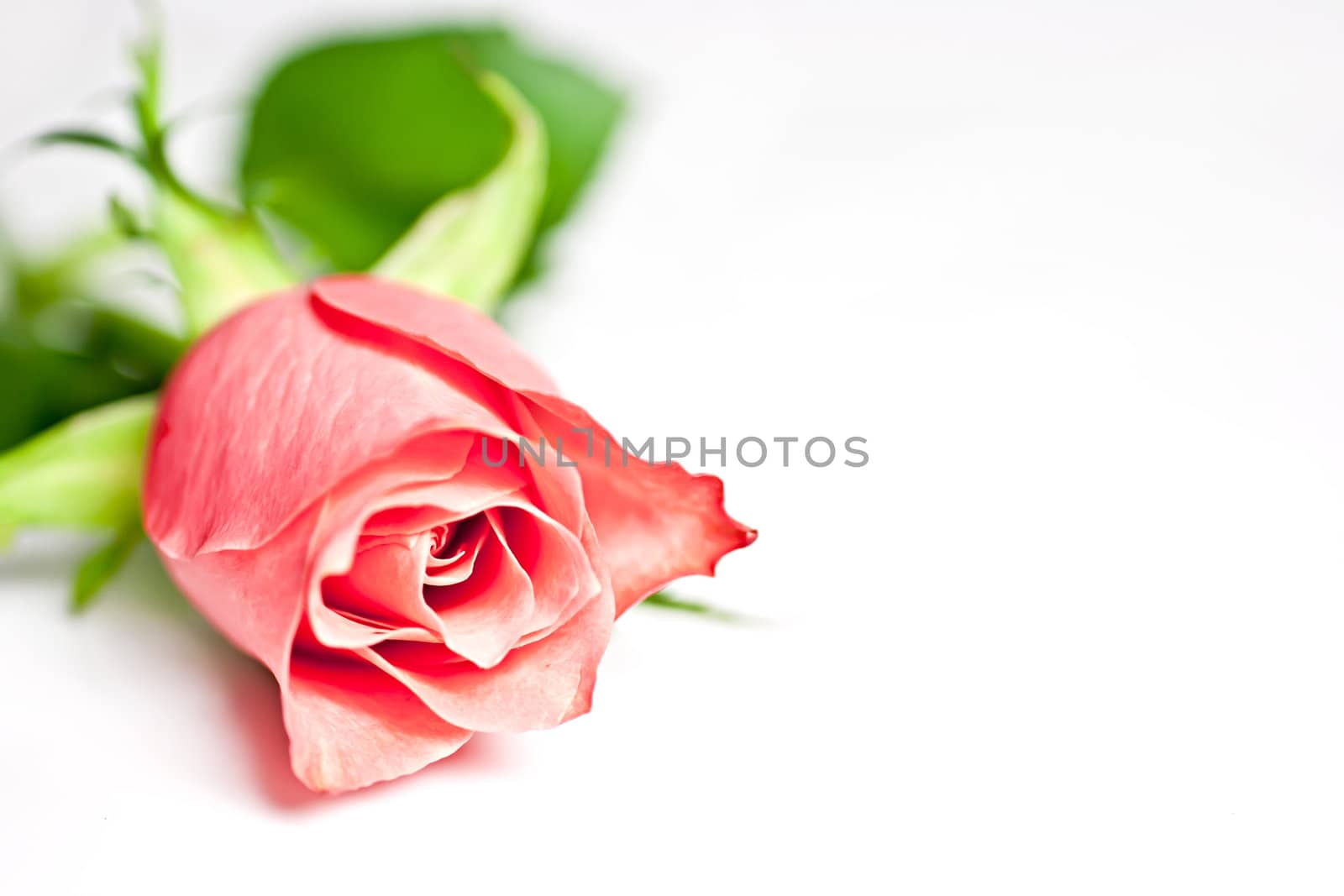 On a white background pink rose, macro photography.
