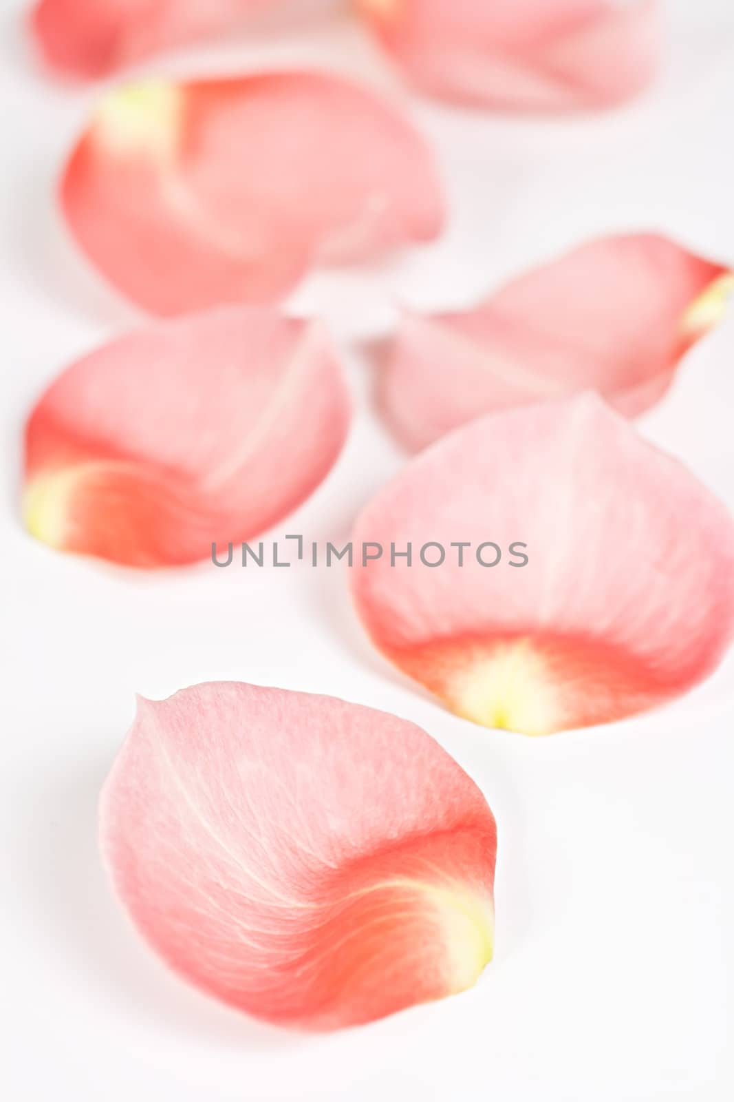 Isolated on a white background pink rose petals.