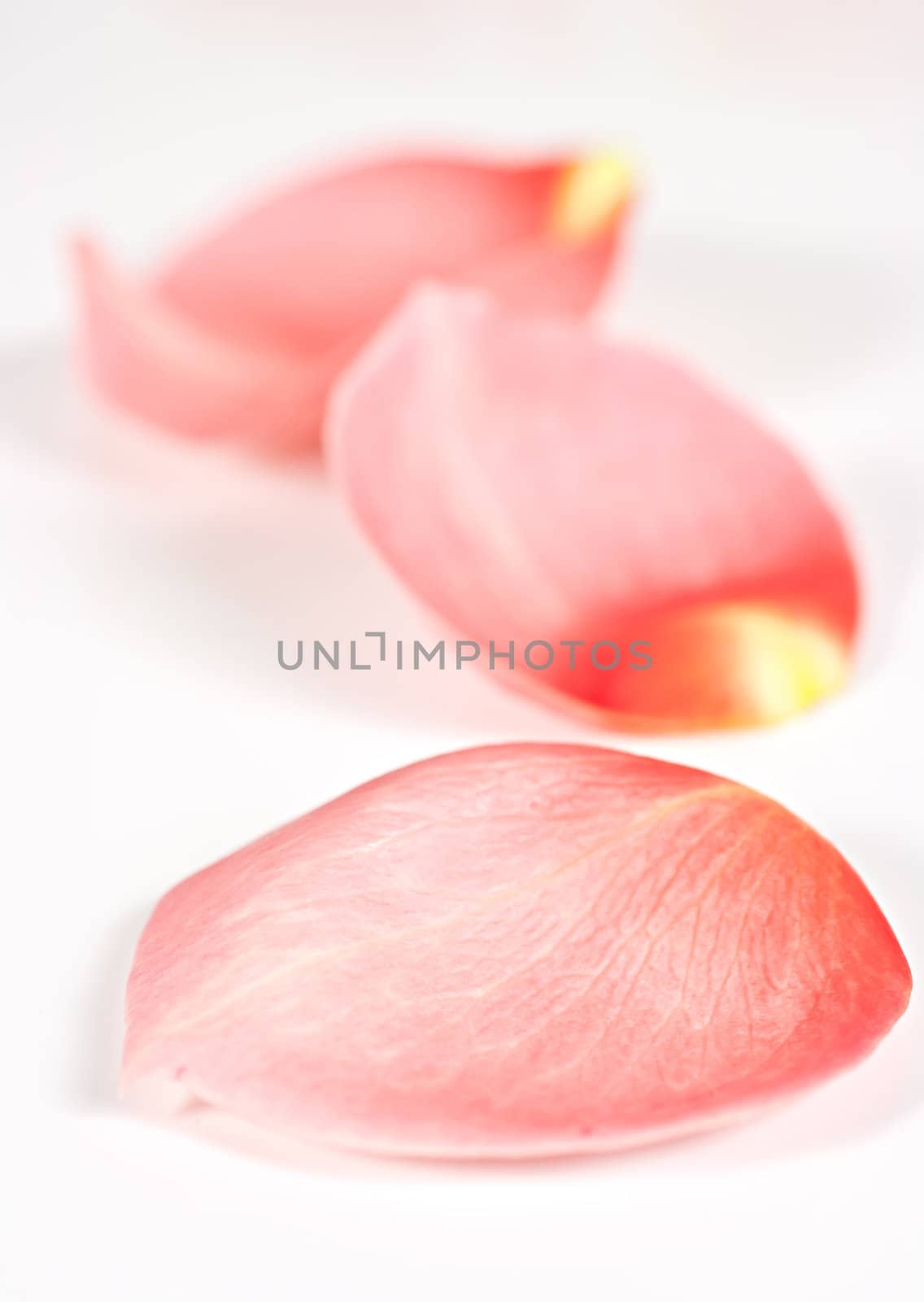 Isolated on a white background pink rose petals.