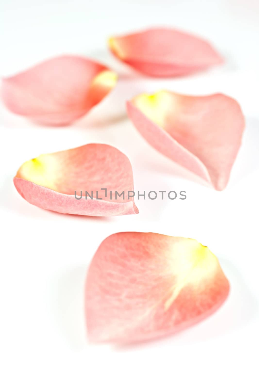 Pink petals background. by gitusik