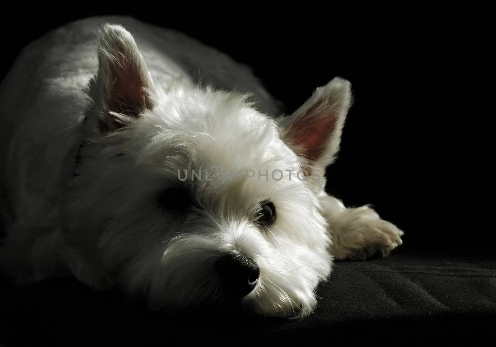 portrait of a west highland terrier on black