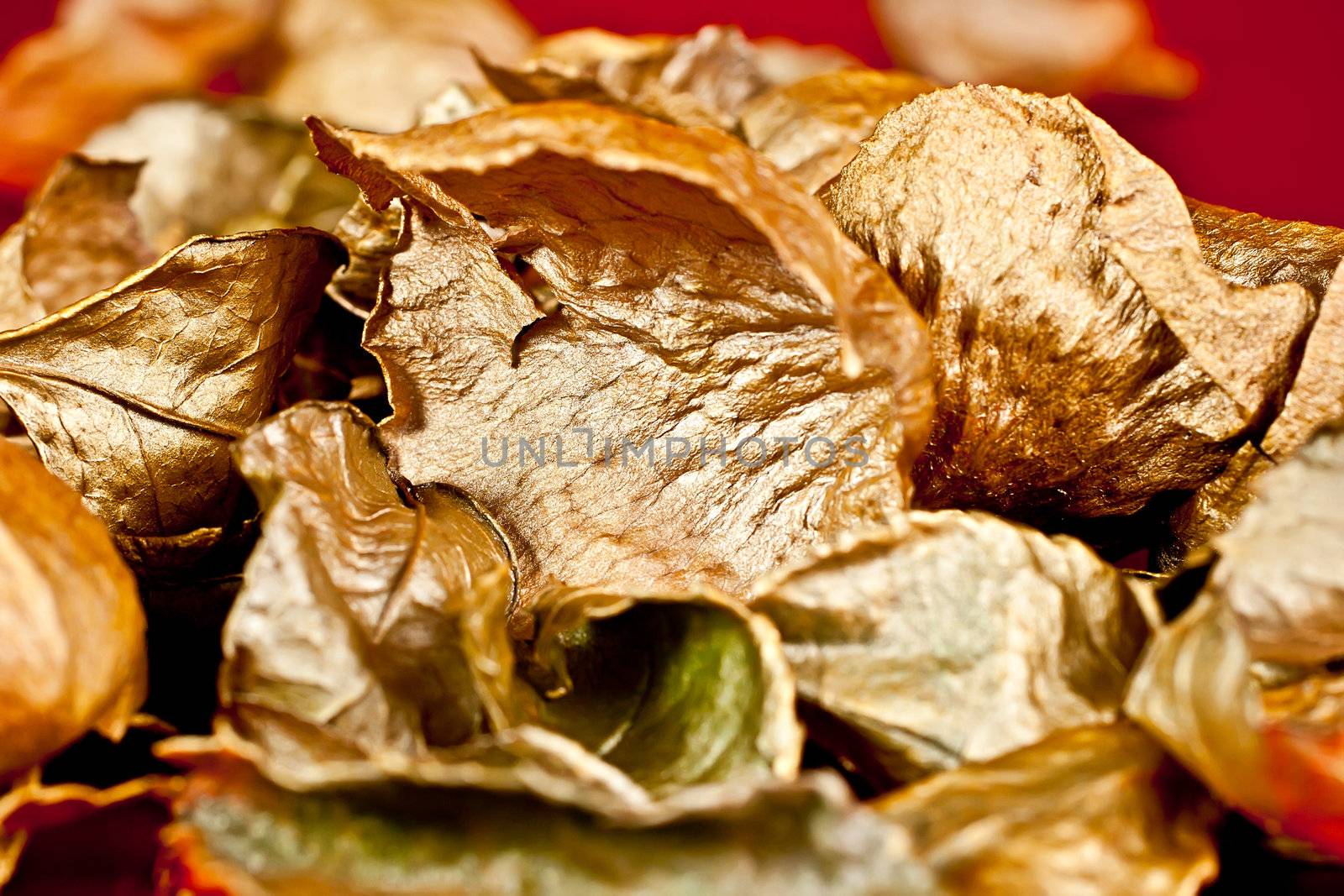 Gold-colored rose petals, can be used as Christmas decor.