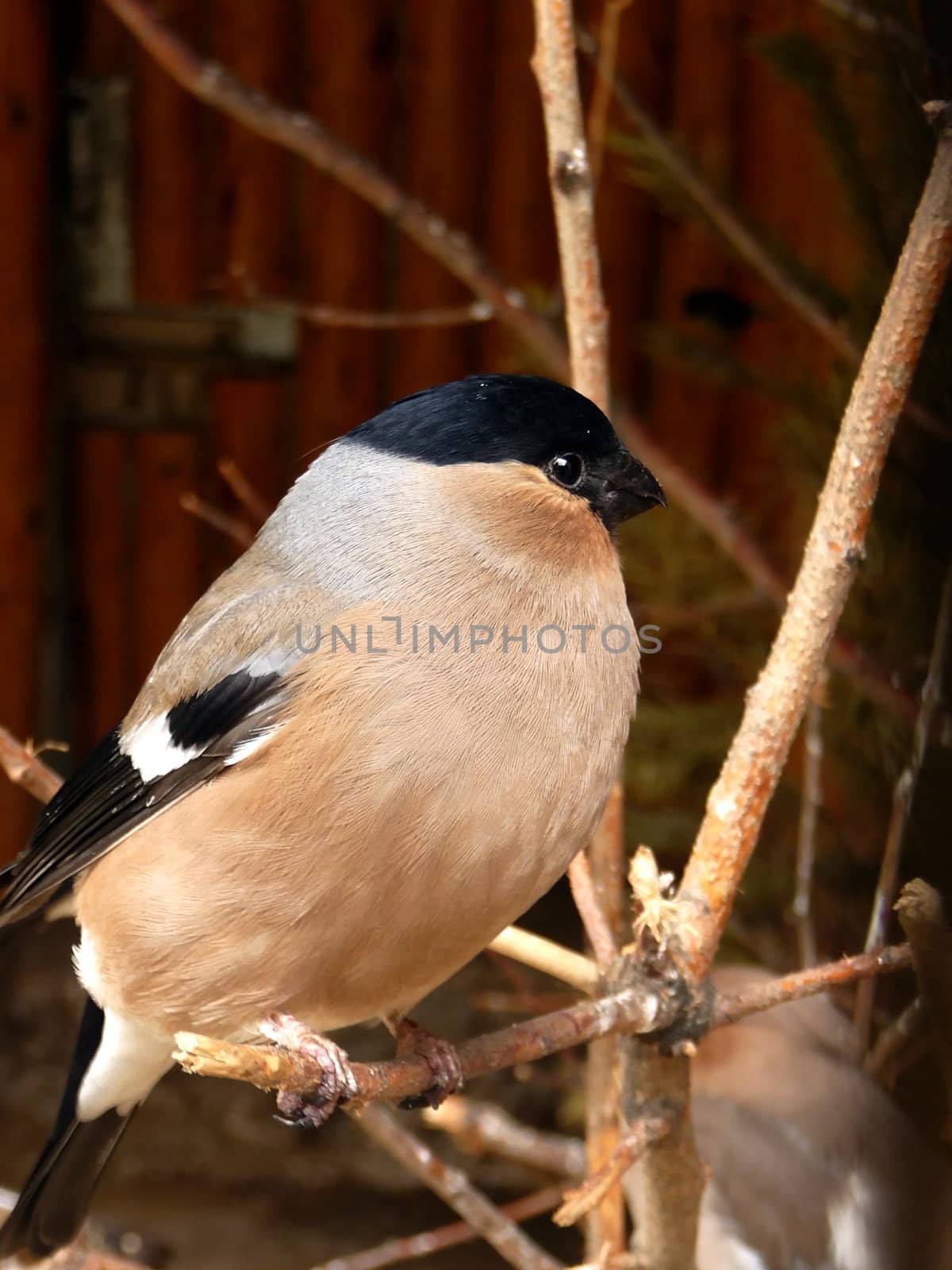 Beautiful red bullfinch with black head sits on the branch