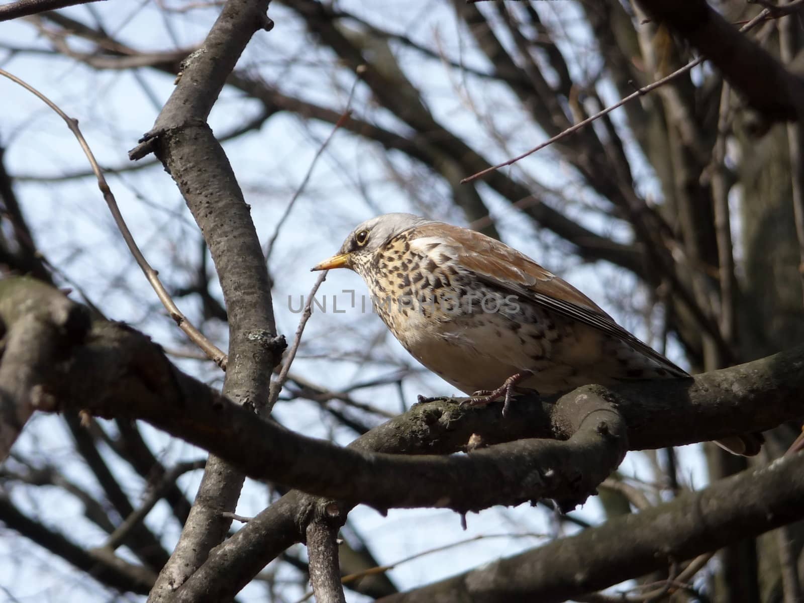 Young  thrush sits on the tree, spring shot