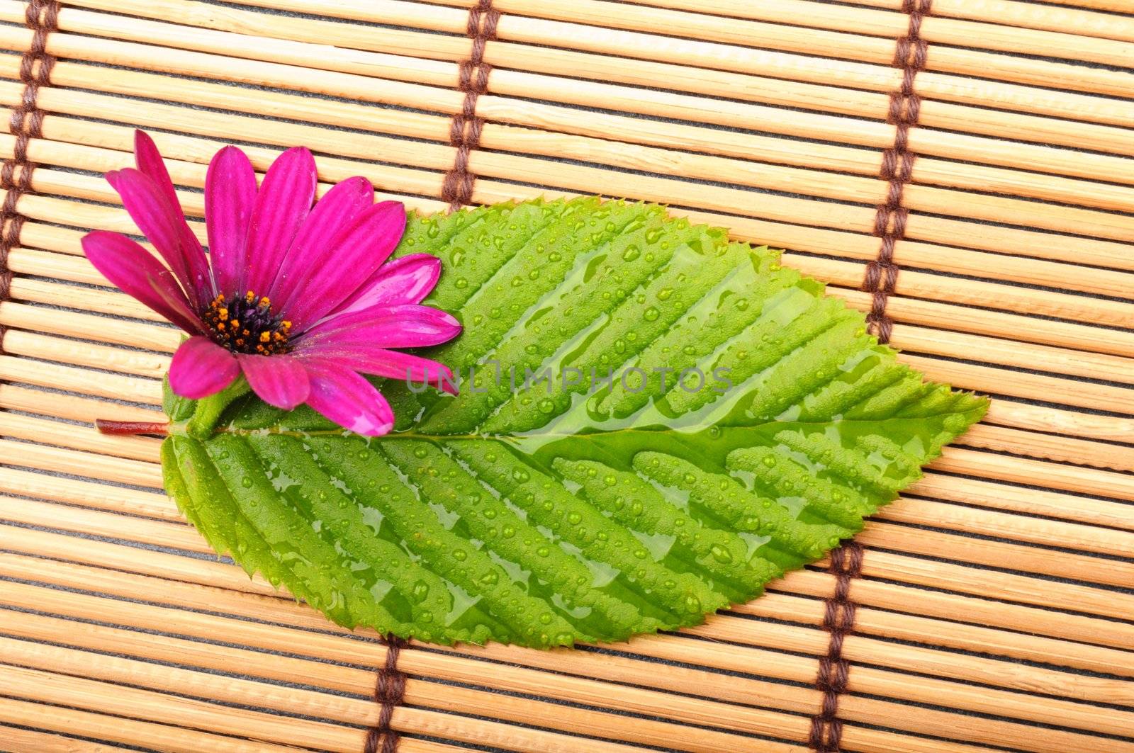 leaf showing spa wellness or zen concept with copyspace