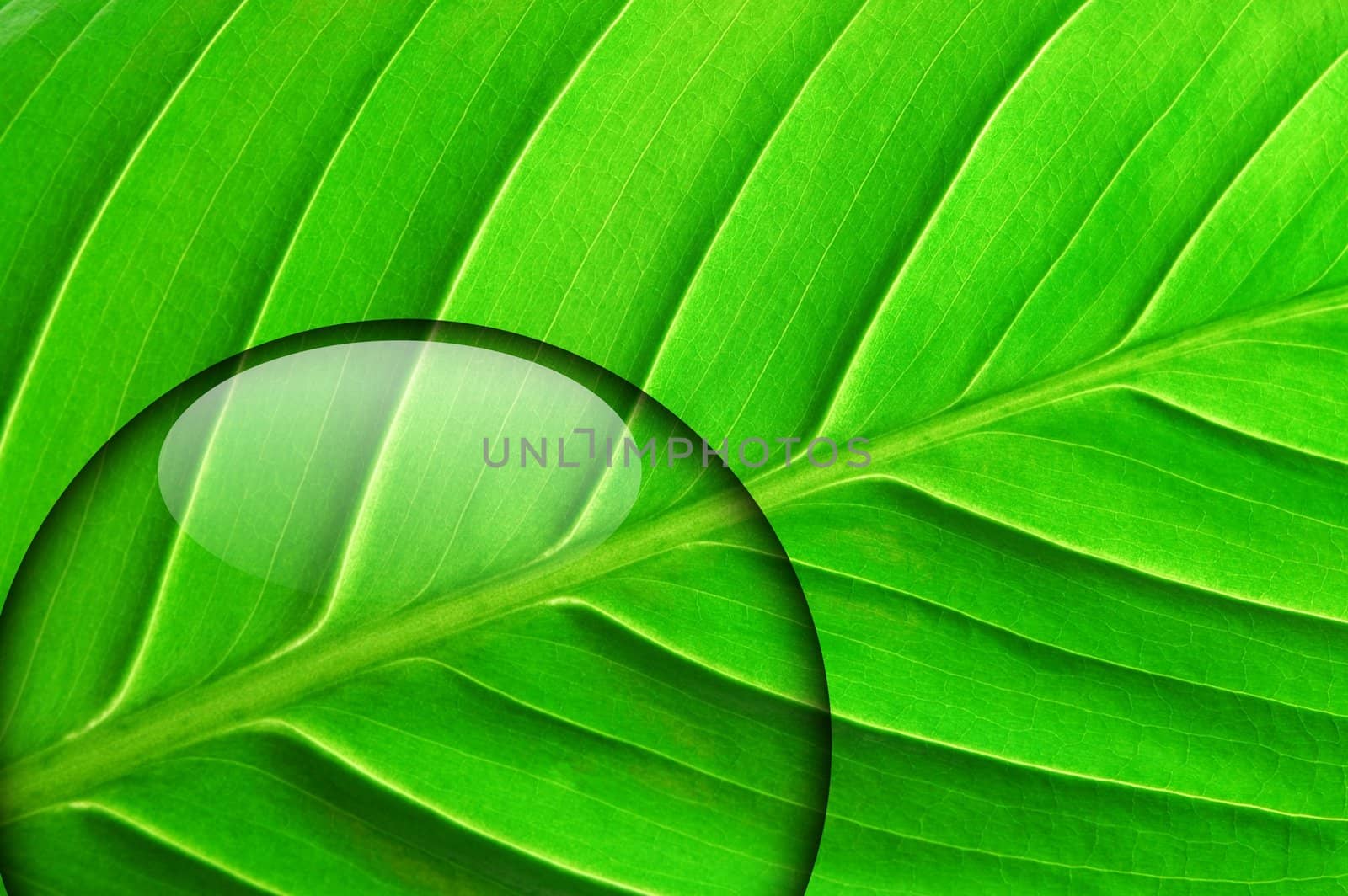 green leaf with fresh water drop from summer rain