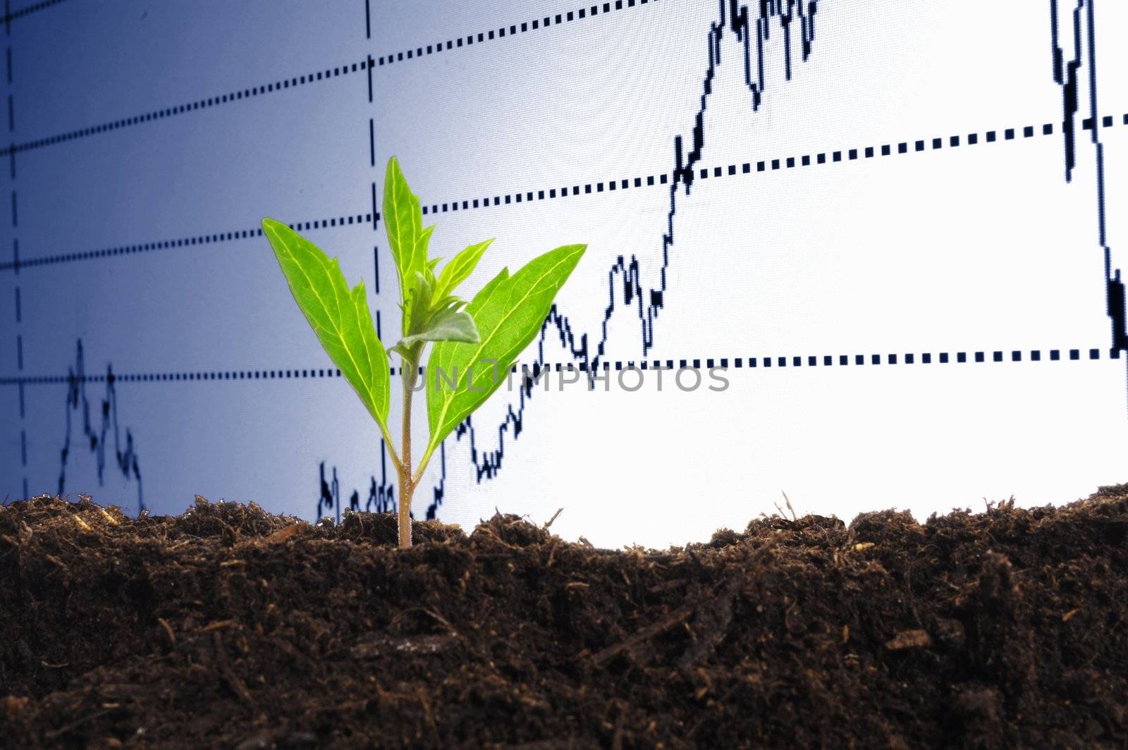 finance or business growth concept with young plant