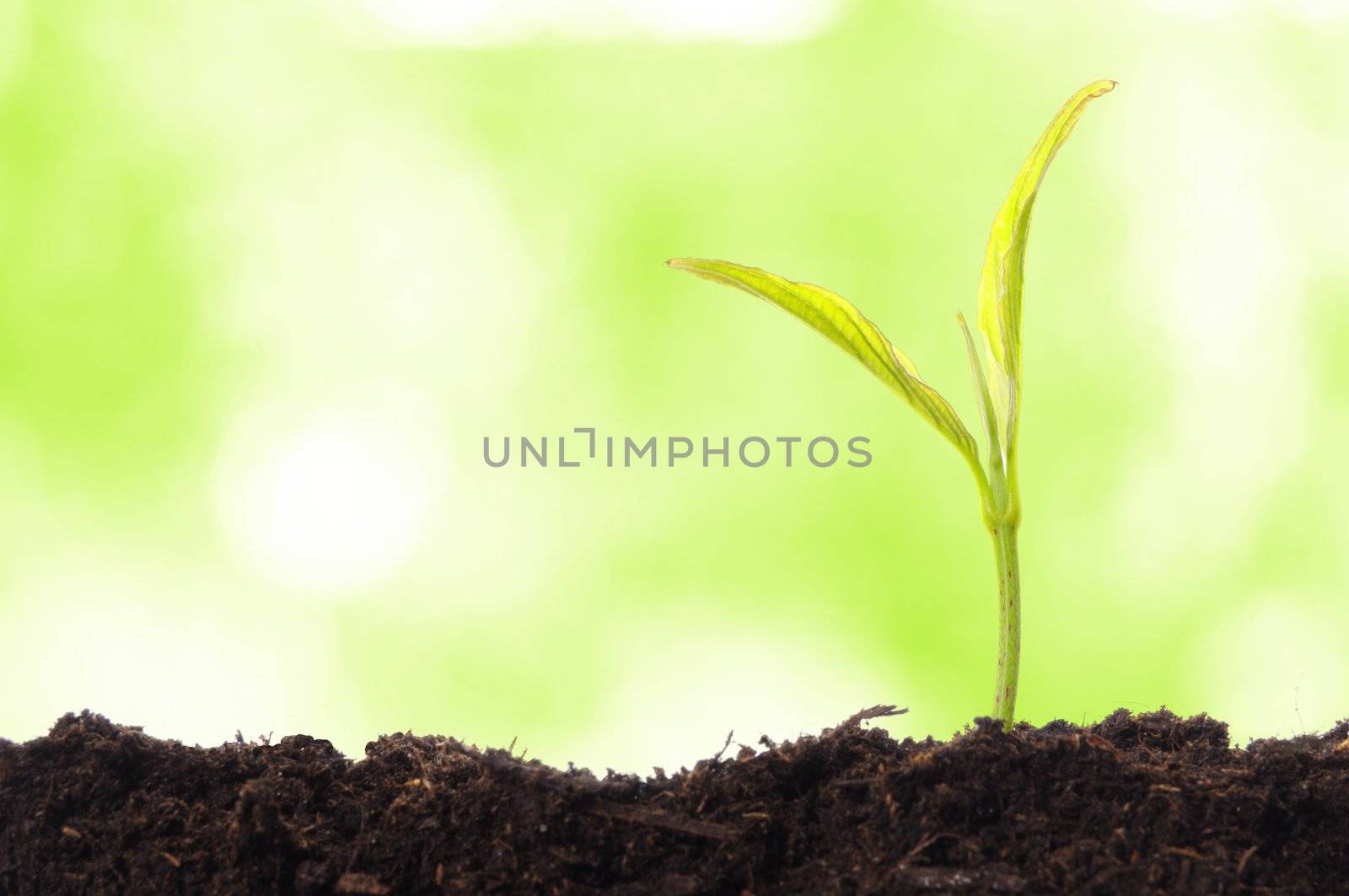 growth concept with growing young plant in nature