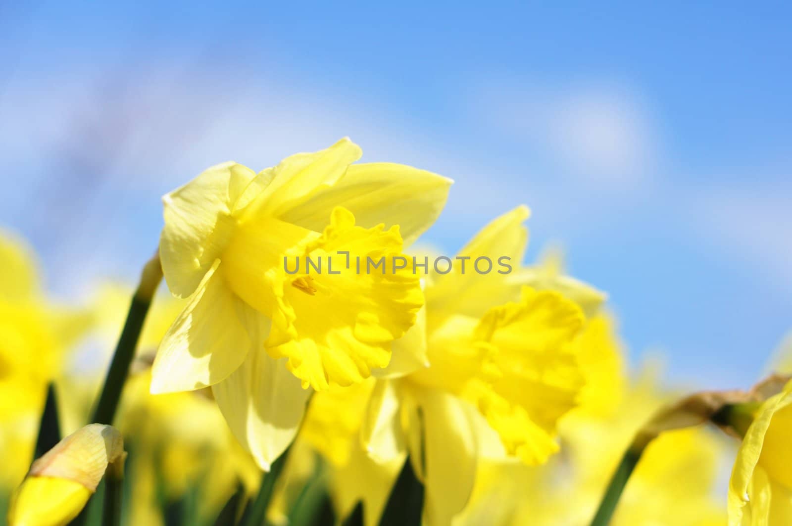 yellow daff or jonquil flower in spring with copyspace showing summer concept