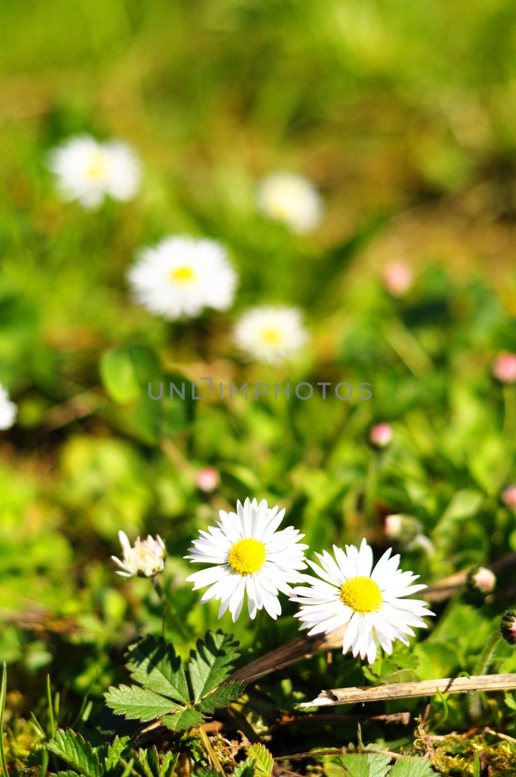 daisy flower in summer in green grass with copyspace