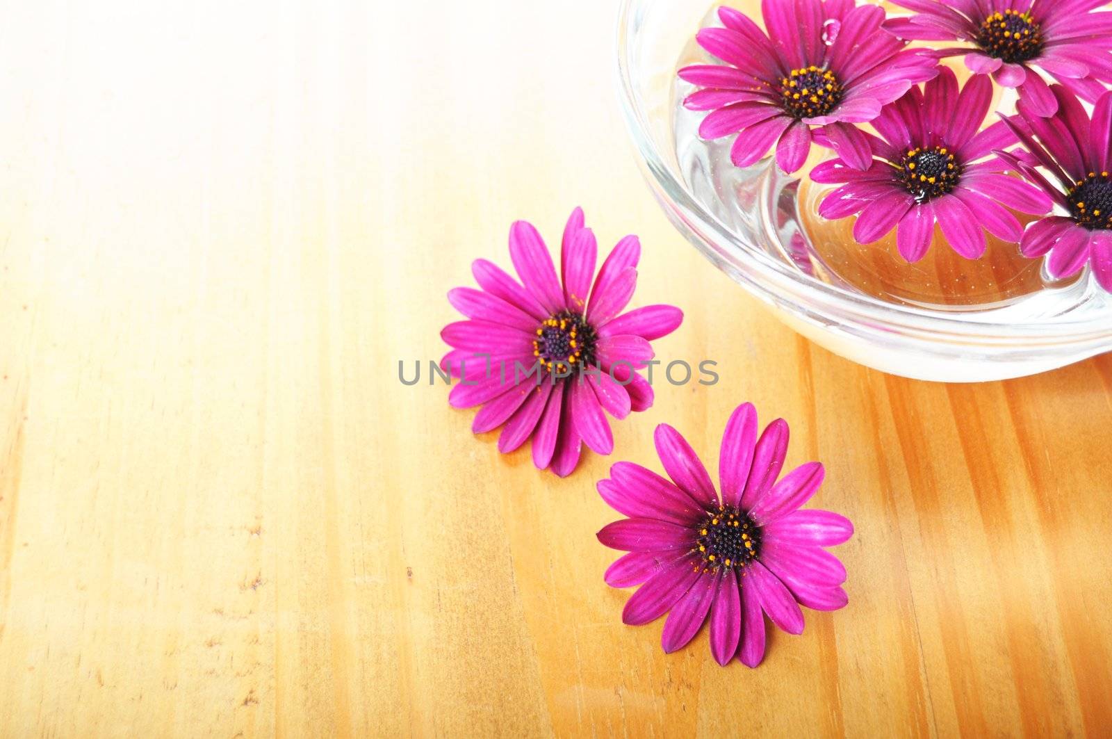 spa or zen flower concept with copyspace