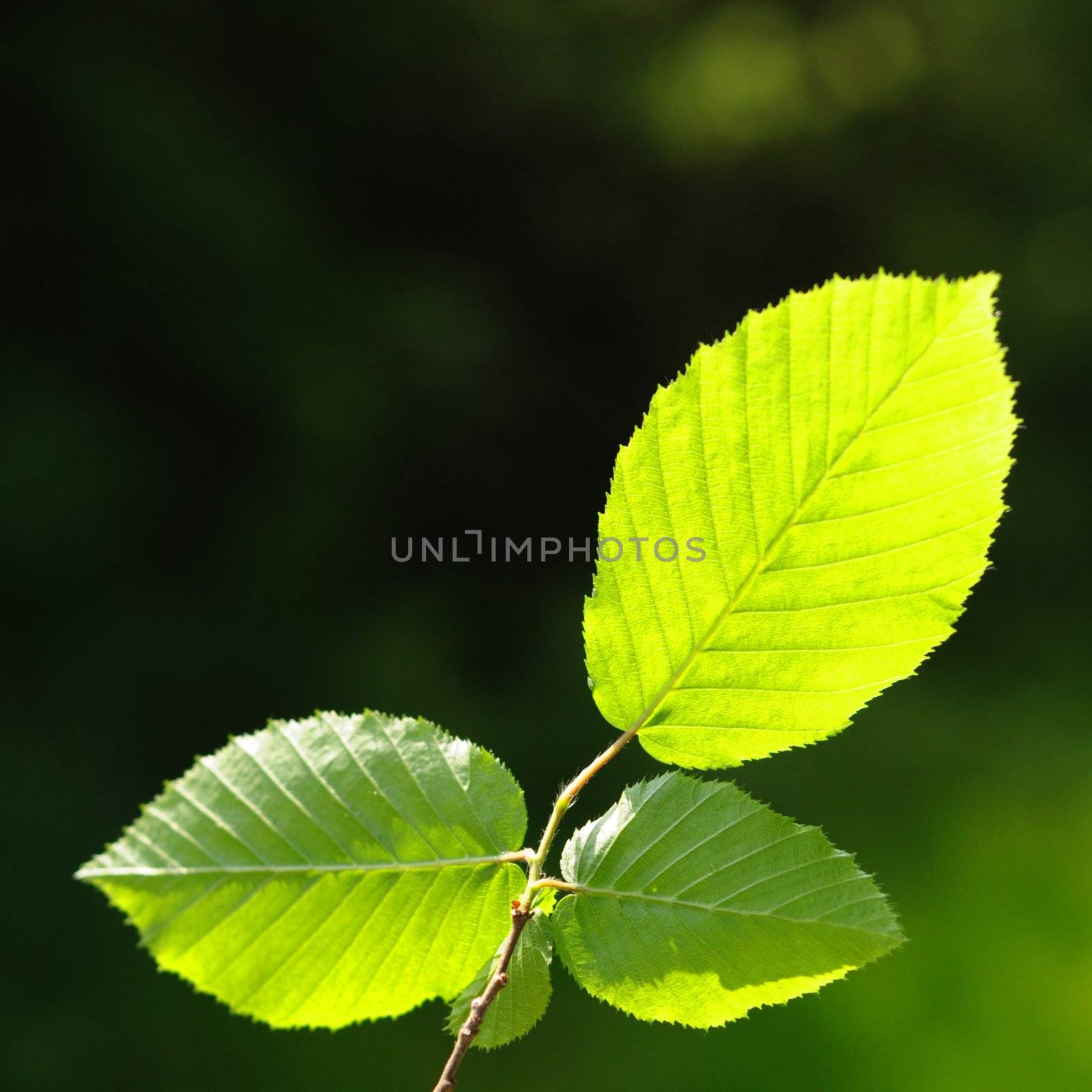 beautyfil nature concept with green summer leaf and copyspace