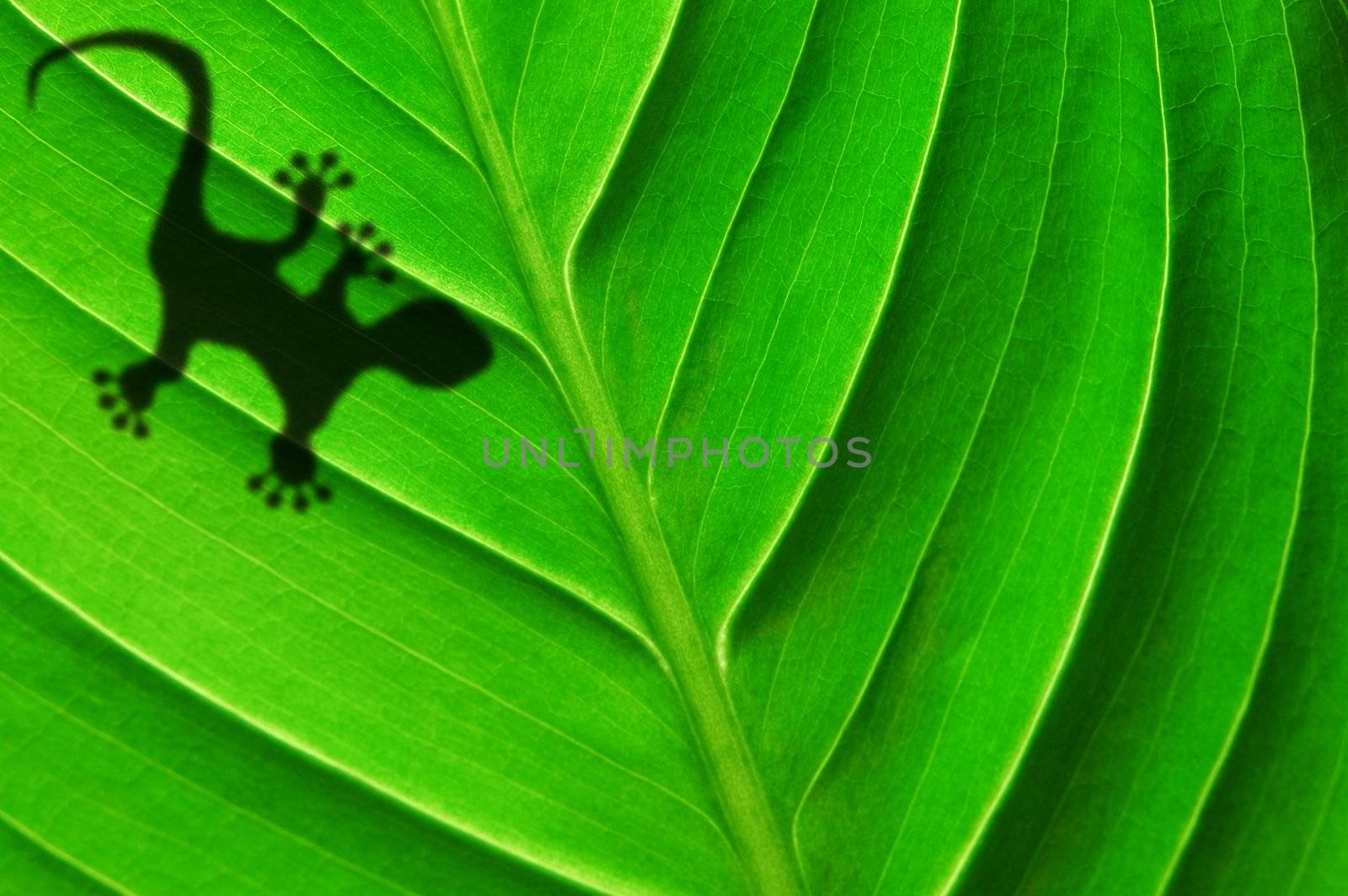 gecko shadow on green leaf texture showing nature concept with copyspace