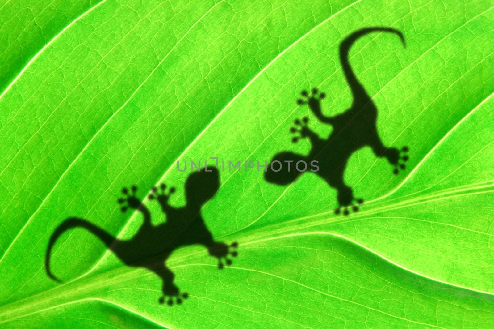 green jungle leaf with gecko shadow showing rainforest or nature concept