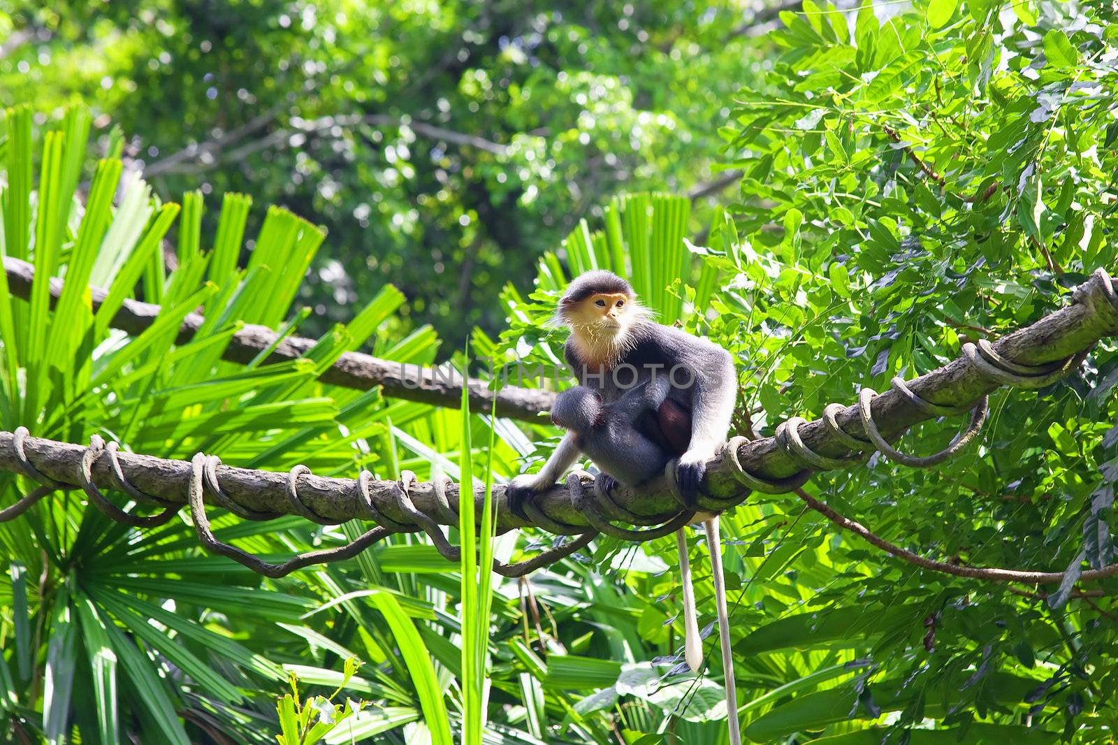 Red-shanked Douc with her child in the forest in Cambodia