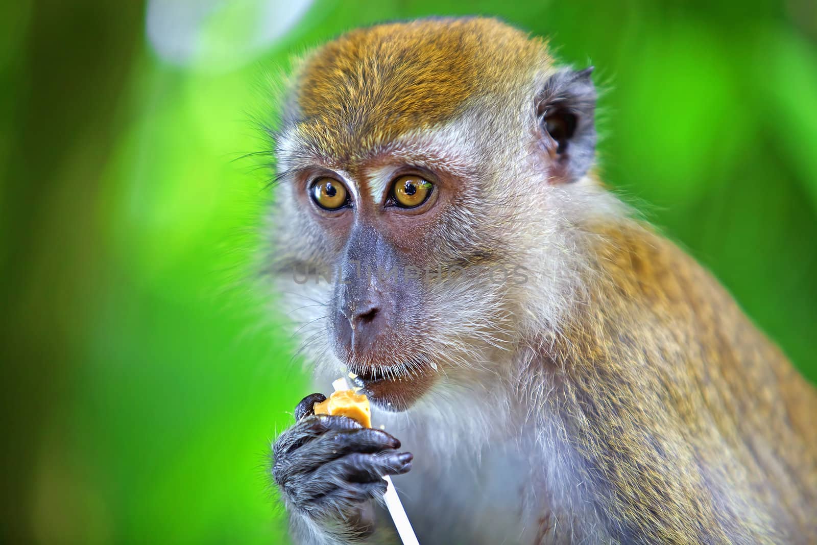 Portrait of a Macaque monkey eating a lollipop.