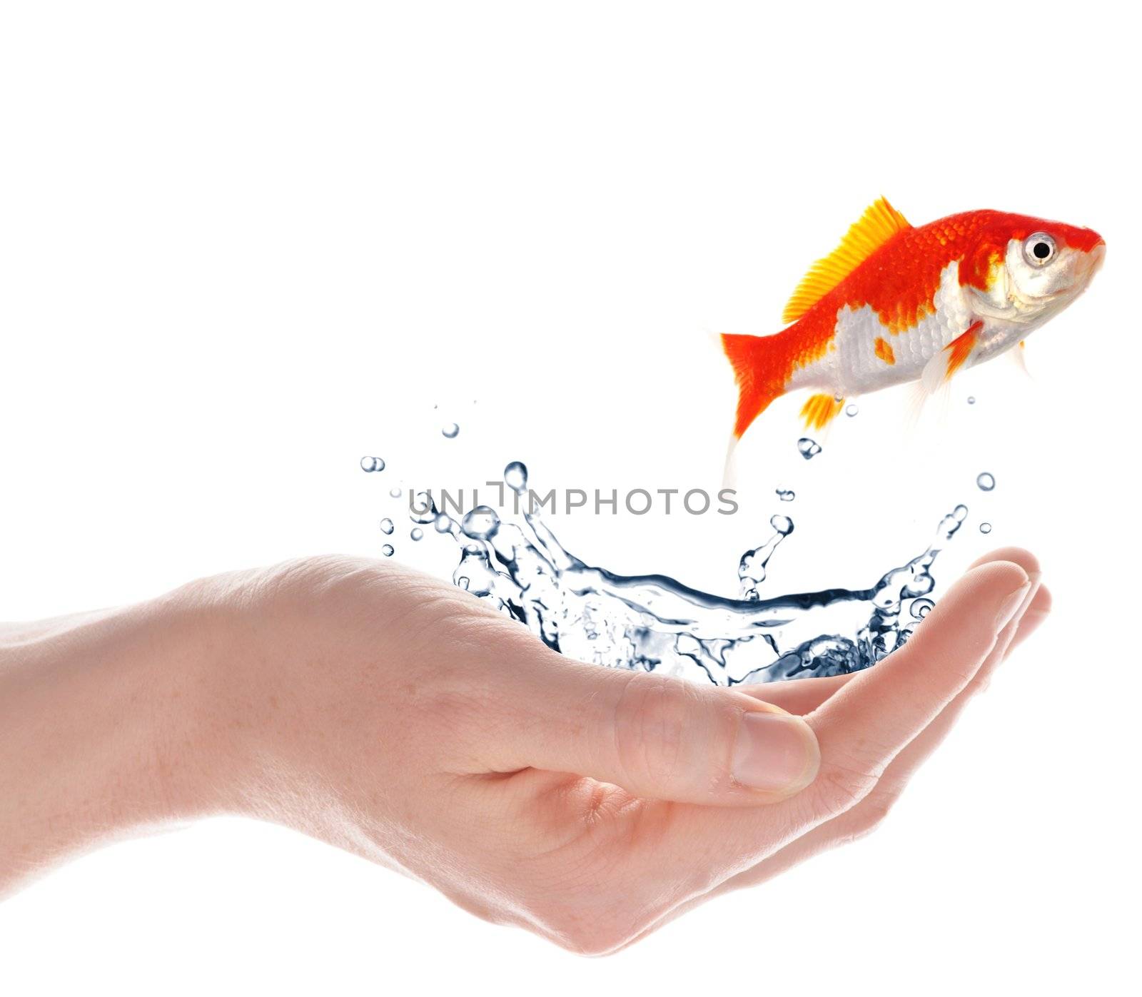freedom free flee or escape concept with goldfish and hand