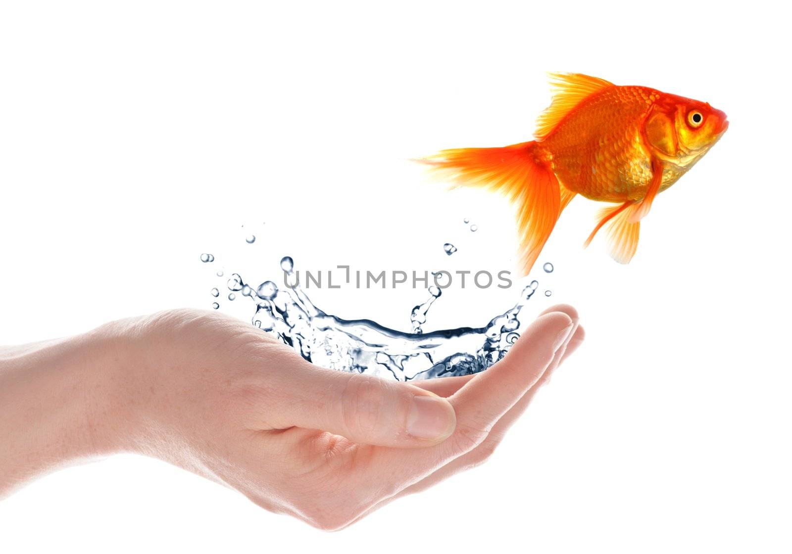 goldfish jumping from hand isolated on white background