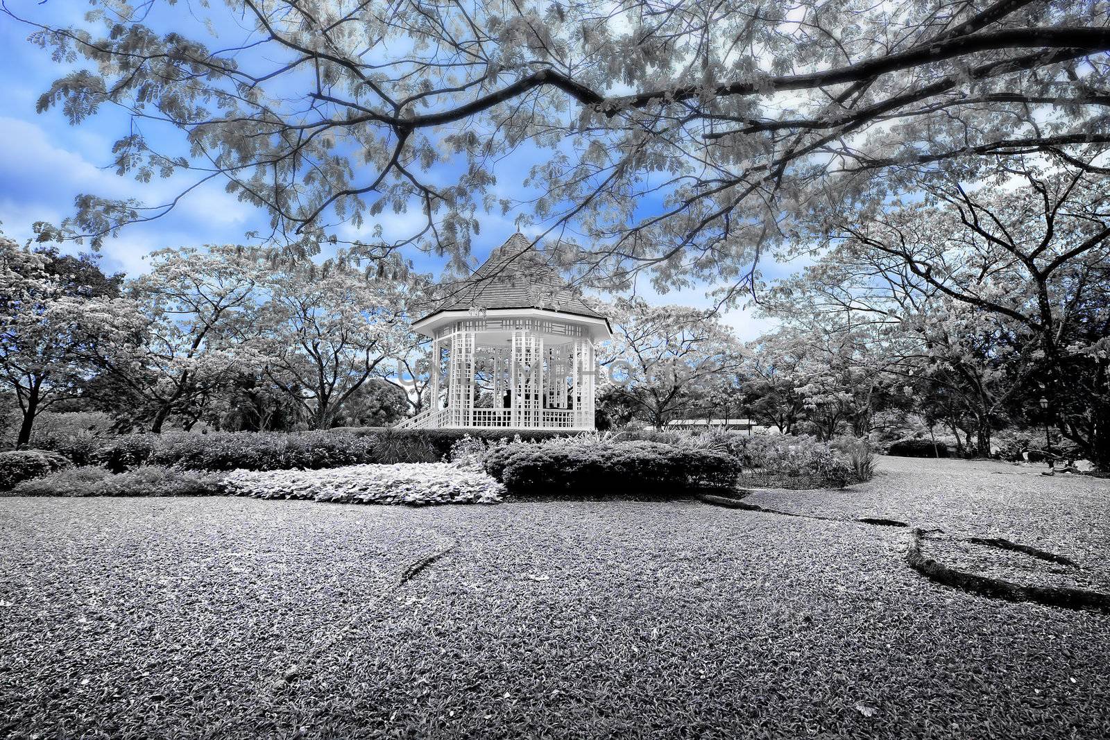 Blue and white picture of the bandstand in Singapore botanic gardens