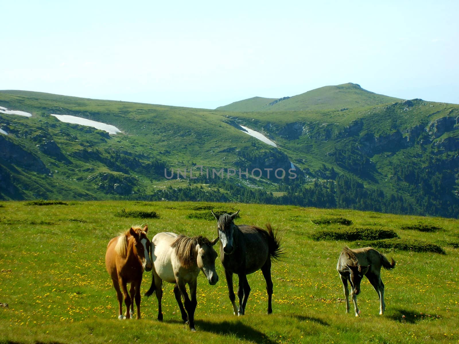 wild horses by marinini