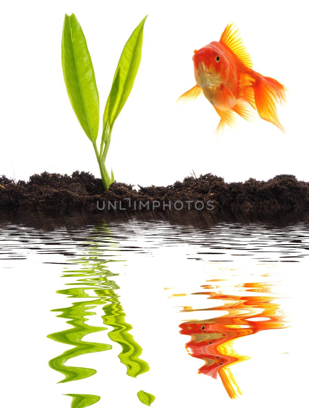 young plant goldfish and soil with water reflection showing growth and success