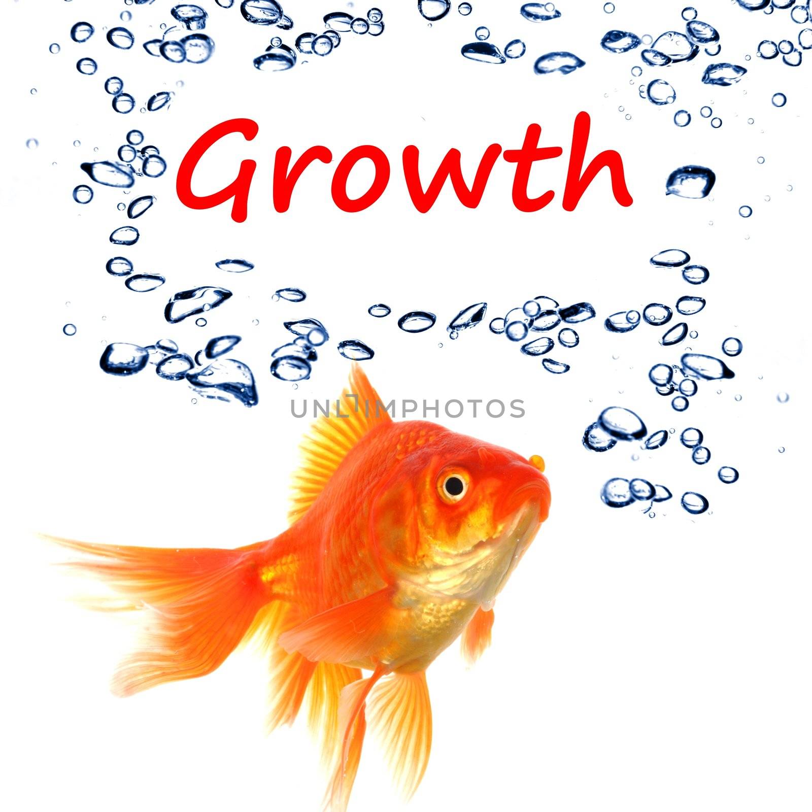business growth or success concept with goldfish
