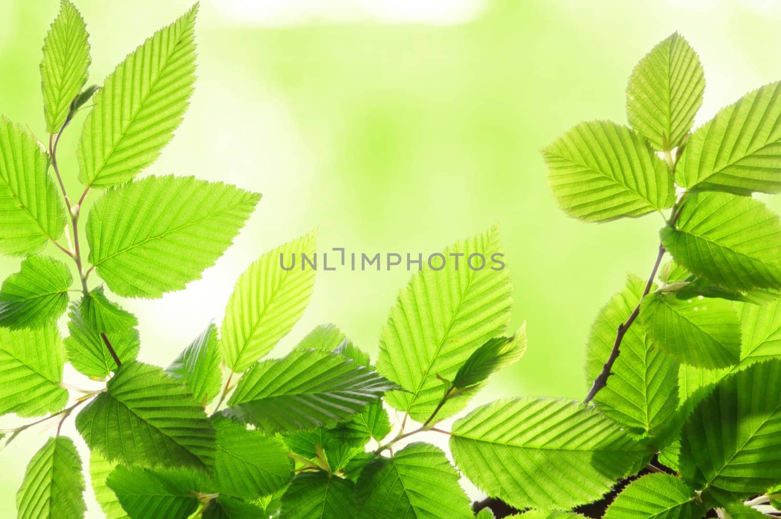 green summer leaves with copyspace showing nature concept