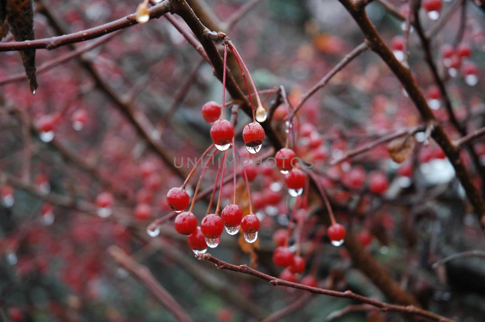 A chunk of red berries on a tree, with rain drops from recent shower.