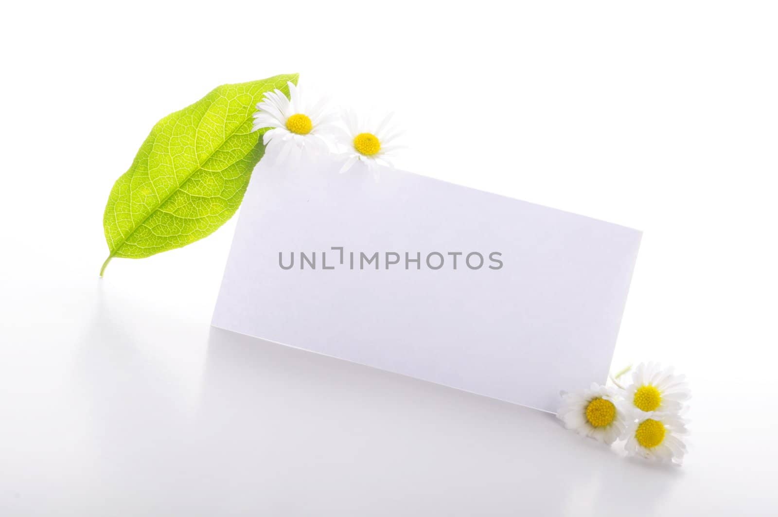 paper card with copyspace and green summer leaf