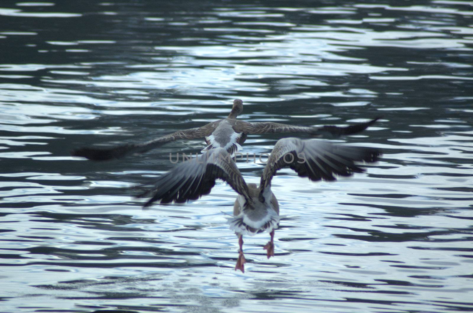 Two geese taking off from the water.