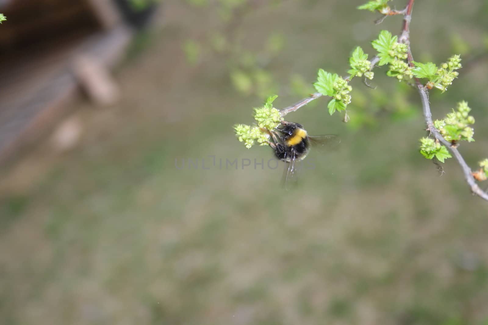 Bumblebee on green leaves by sundaune