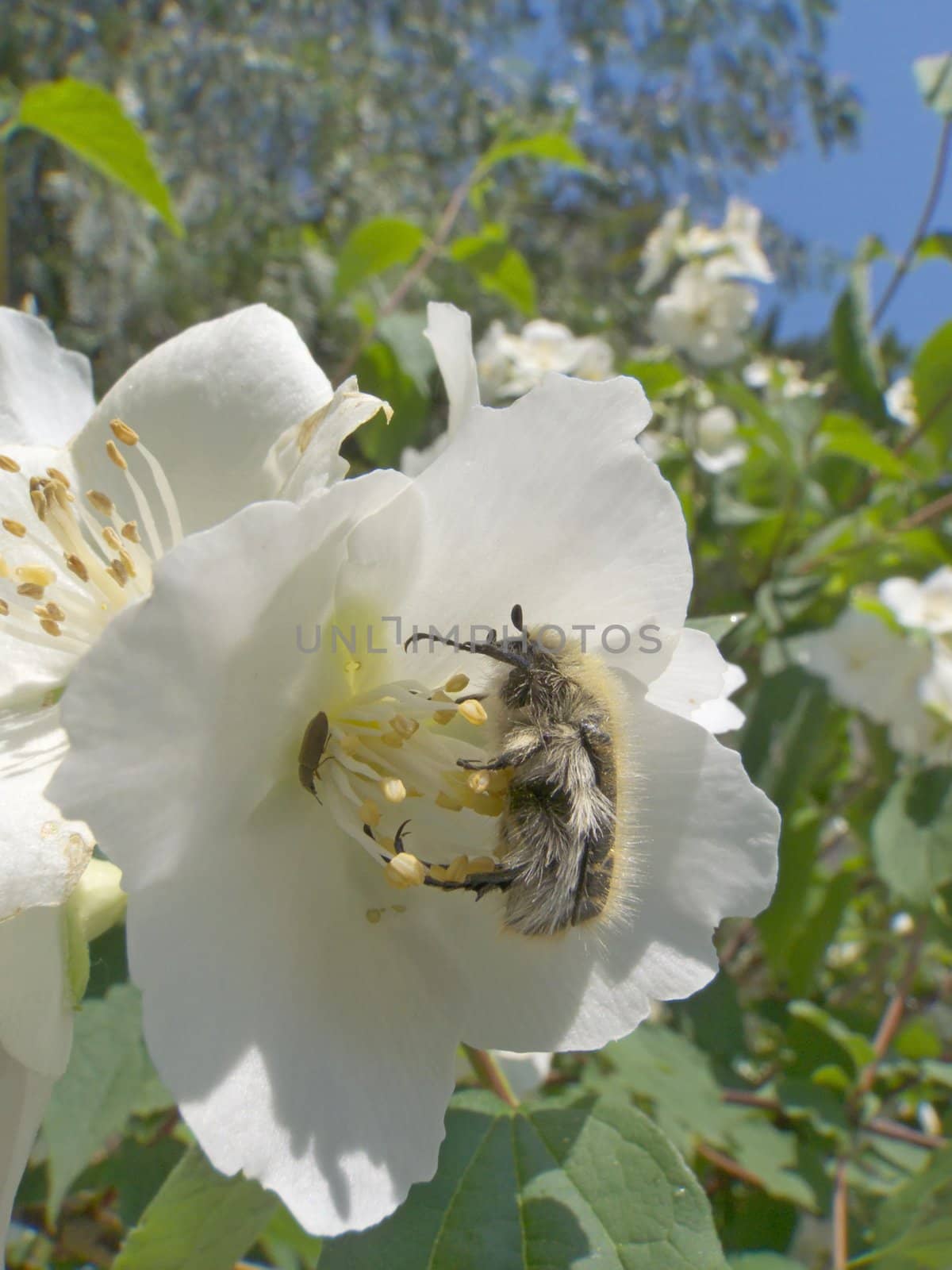 image of a bug on a white flower