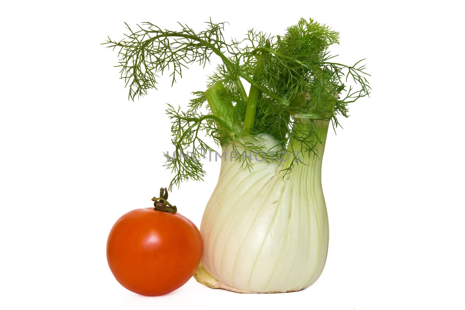 tomato and fennel isolated on white background