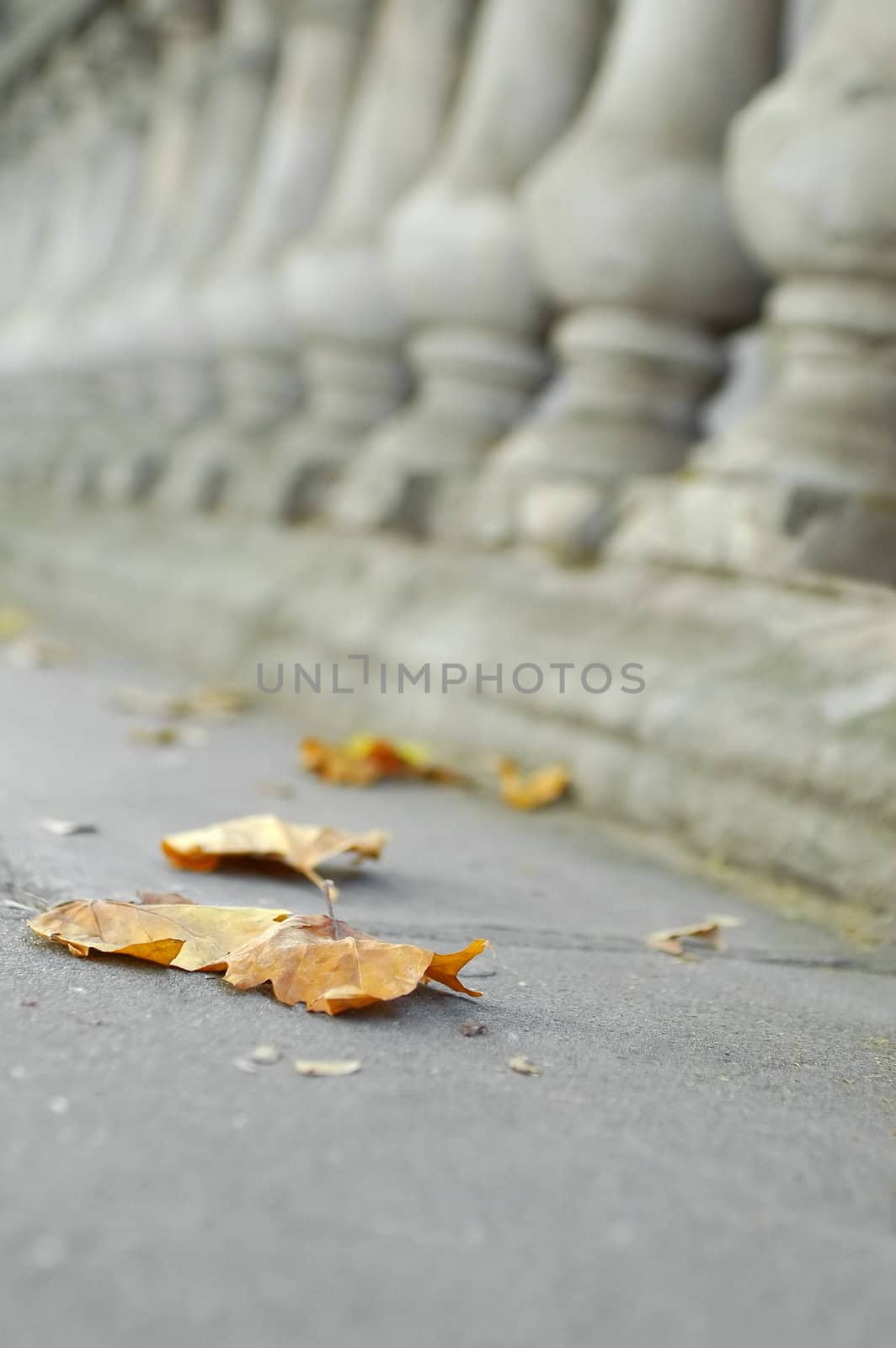 autumn leaves with a background of ornate masonry