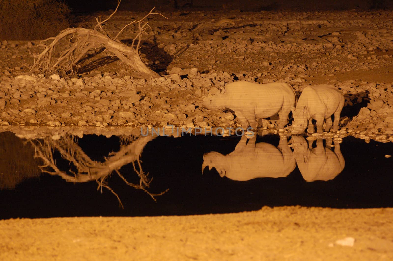 Rhino at a waterhole in the night - Etosha Park, Namibia