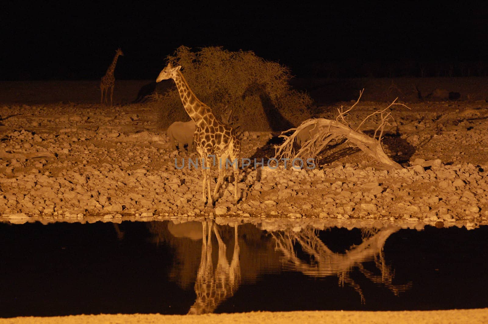 Giraffe at a waterhole in the night - Etosha Park, Namibia