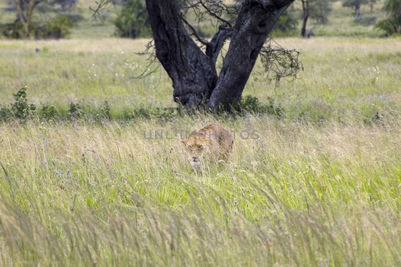 Lioness - Safari in the Serengeti National Park - Tanzania