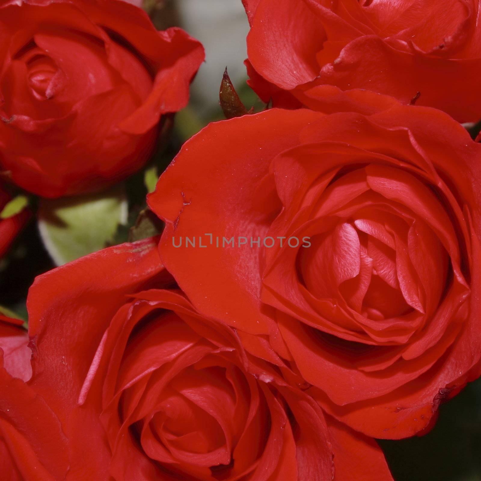 bunch of red roses by leafy